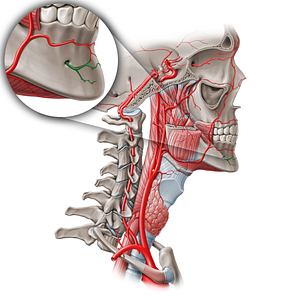 Mental branch of inferior alveolar artery (#19080)