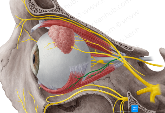 Inferior branch of oculomotor nerve (#8698)