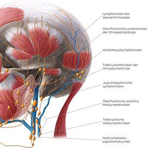 Lymphatics of the neck (Lateral) (German)