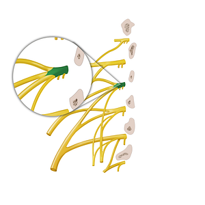 Anterior ramus of spinal nerve L2 (#12877)