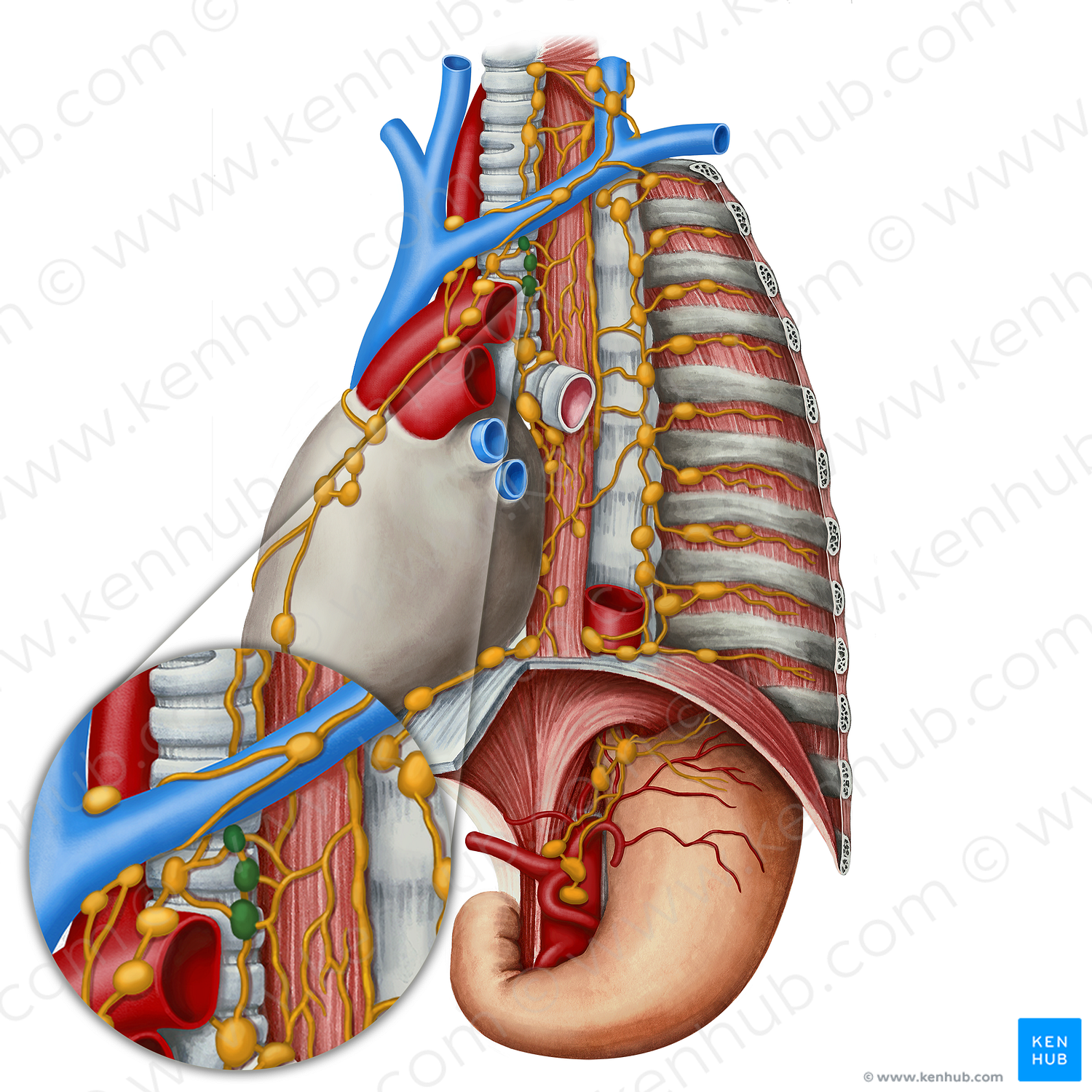 Paratracheal lymph nodes (#7076)