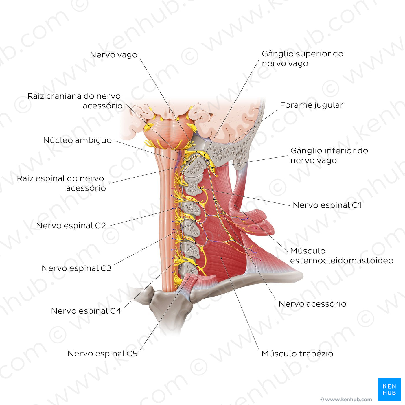 Accessory nerve (Portuguese)