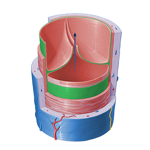 Subendothelium of vein (#16406)