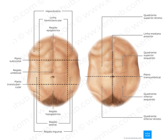 Regions of the abdomen (Portuguese)