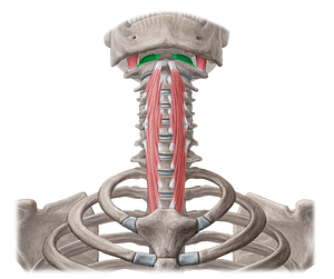 Rectus capitis anterior muscle (#18803)