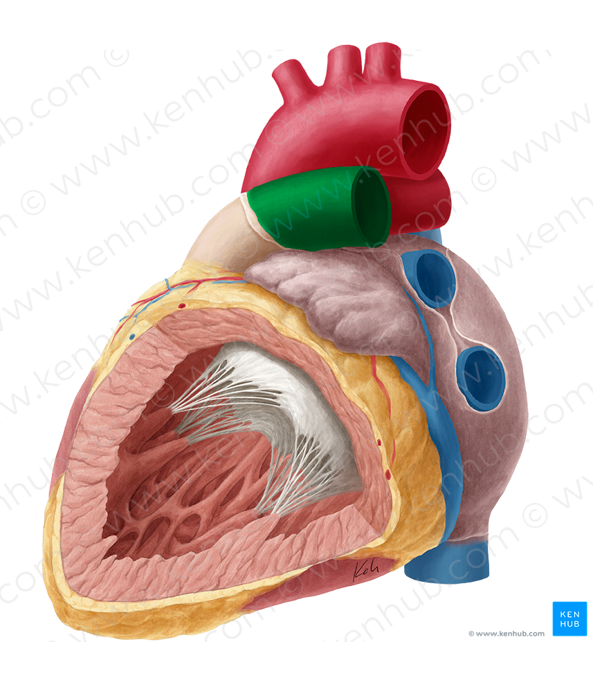 Left pulmonary artery (#1692)