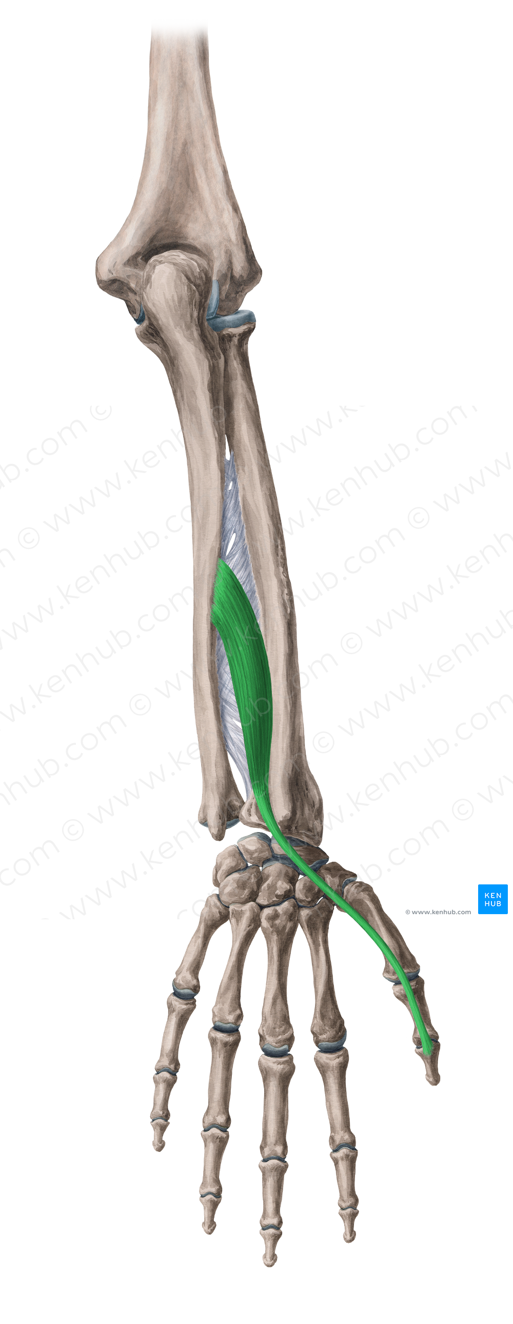 Extensor pollicis longus muscle (#5346)