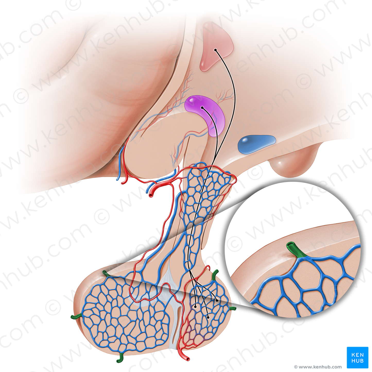 Hypophyseal veins (#16249)