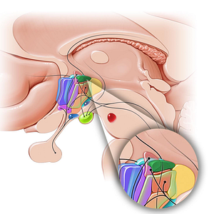 Dorsal hypothalamic area (#10859)