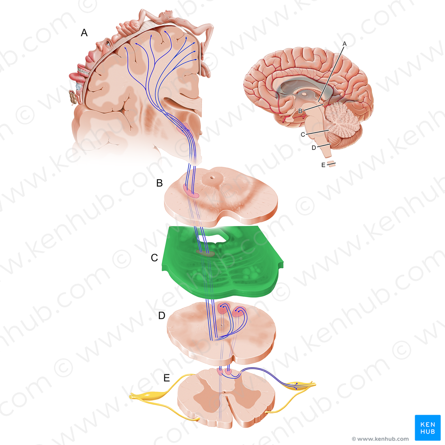 Pons (#12098)