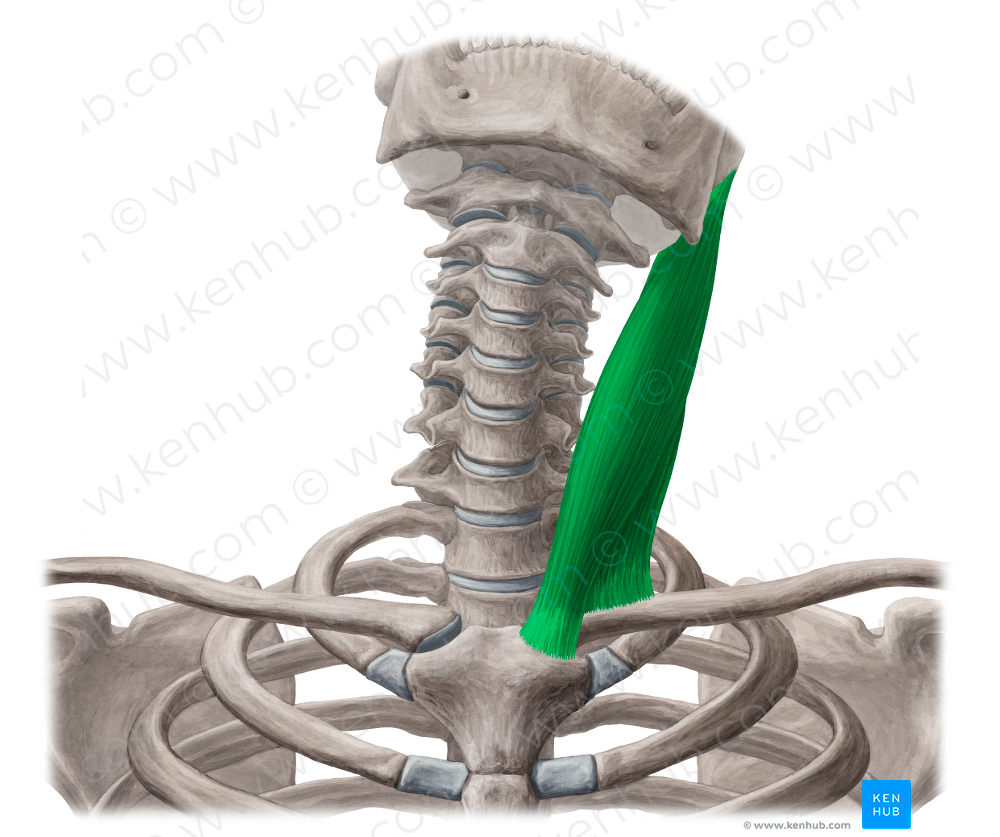 Sternocleidomastoid muscle (#6007)