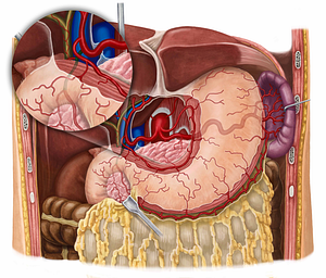 Gastroduodenal artery (#1288)
