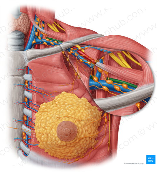 Left subclavian artery (#1811)