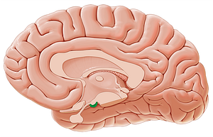 Mammillary body (#2963)