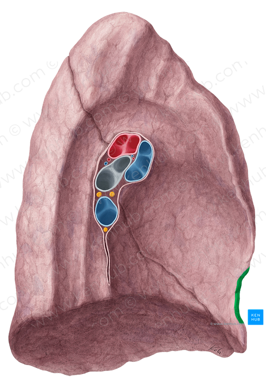 Cardiac notch of left lung (#4285)