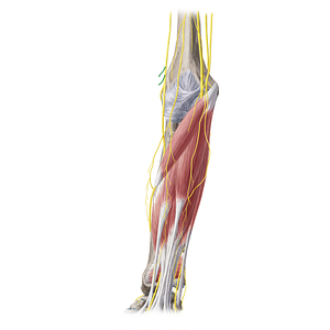 Muscular branches of radial nerve (#20358)