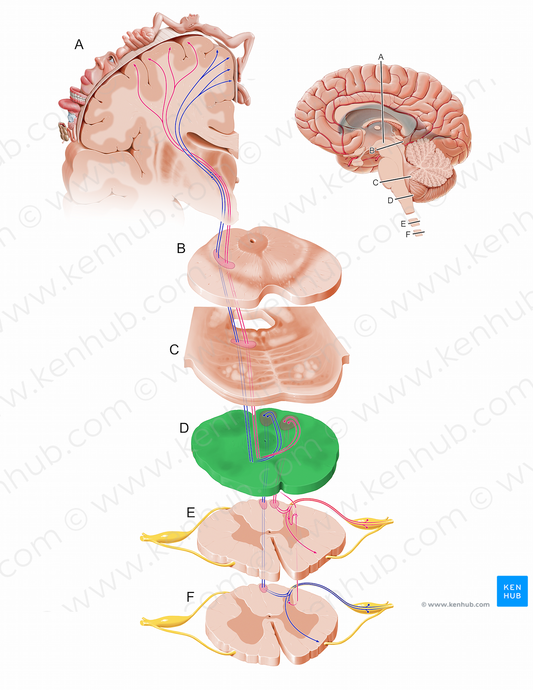 Superior medulla oblongata (#12092)