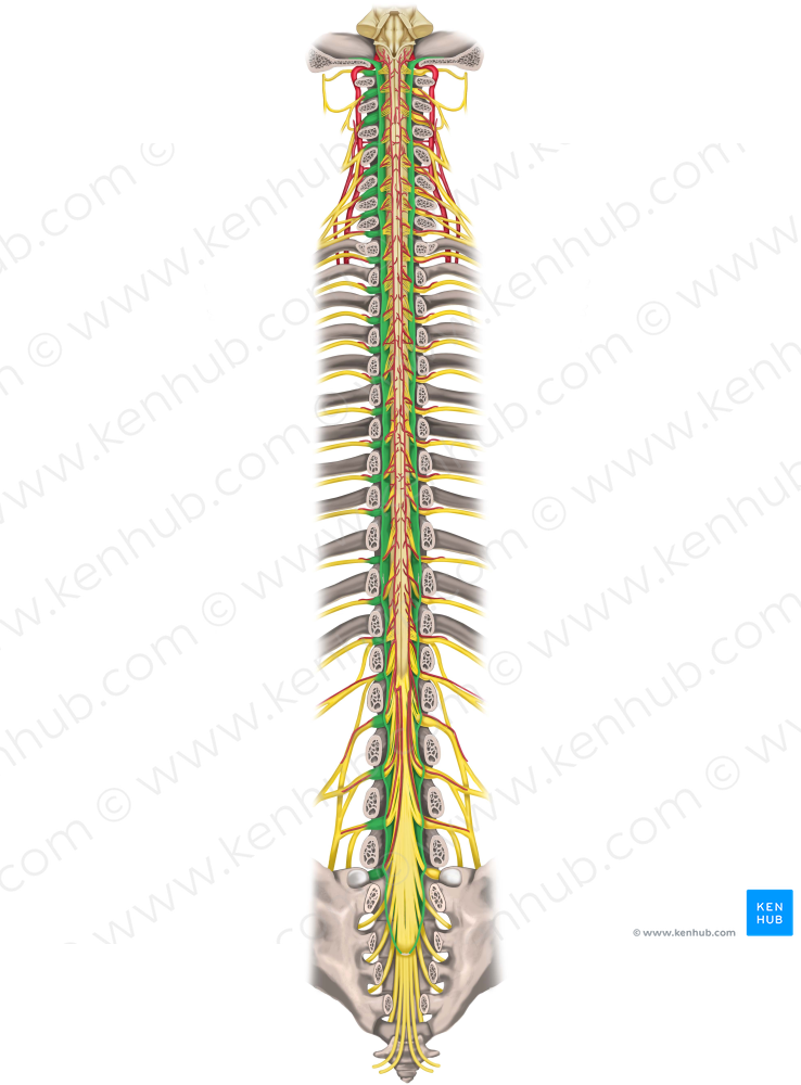 Dura mater of spinal cord (#3378)