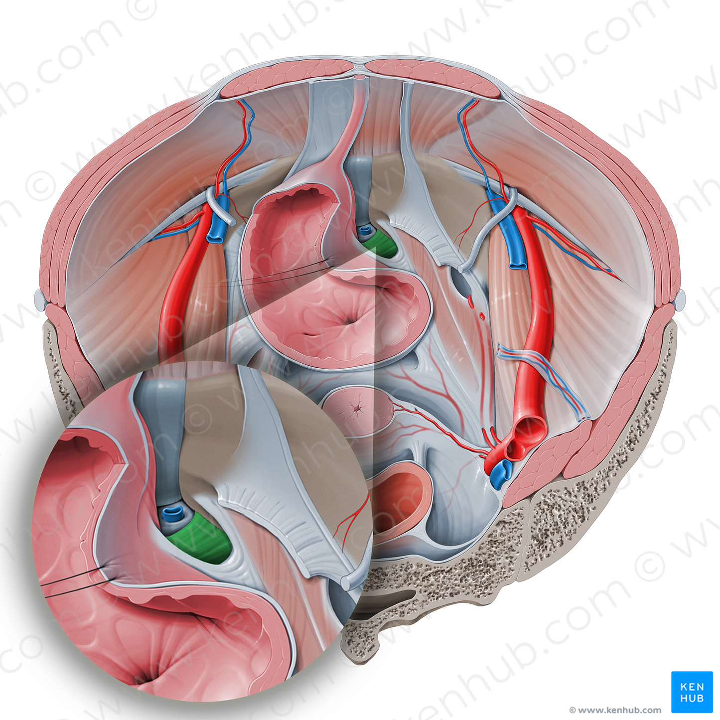 Transverse perineal ligament (#4661)