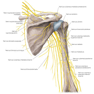 Nerves of the arm and the shoulder - Posterior view (Latin)