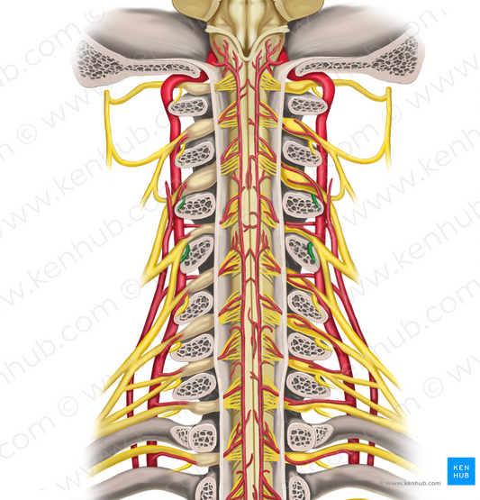 Posterior rami of spinal nerves C3-C4 (#8539)