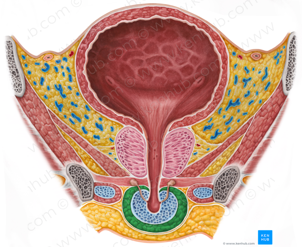 Bulbospongiosus muscle (male) (#5252)