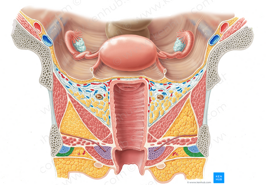 Ischiocavernosus muscle (female) (#5514)