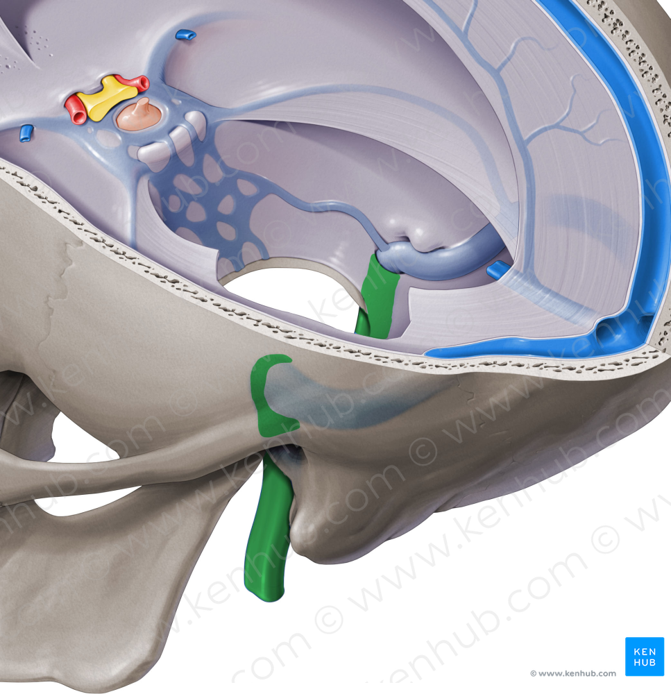 Internal jugular vein (#10360)