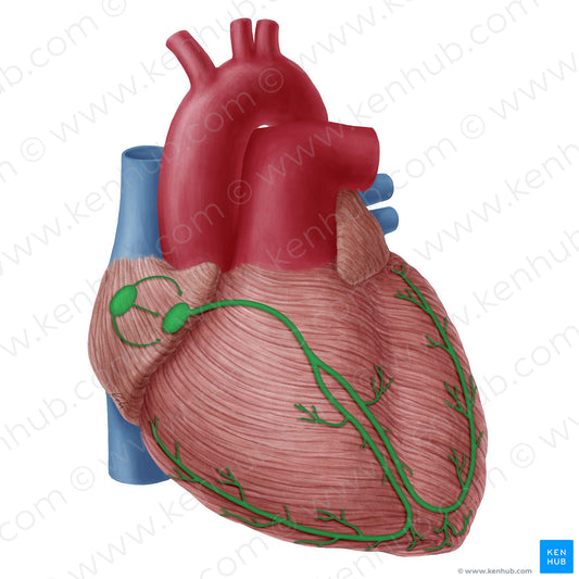 Conducting system of heart (#19743)