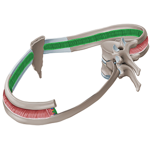 Innermost intercostal muscles (#19116)