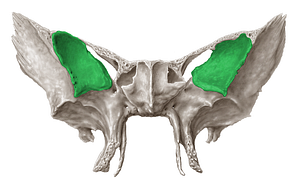 Orbital surface of greater wing of sphenoid bone (#3527)