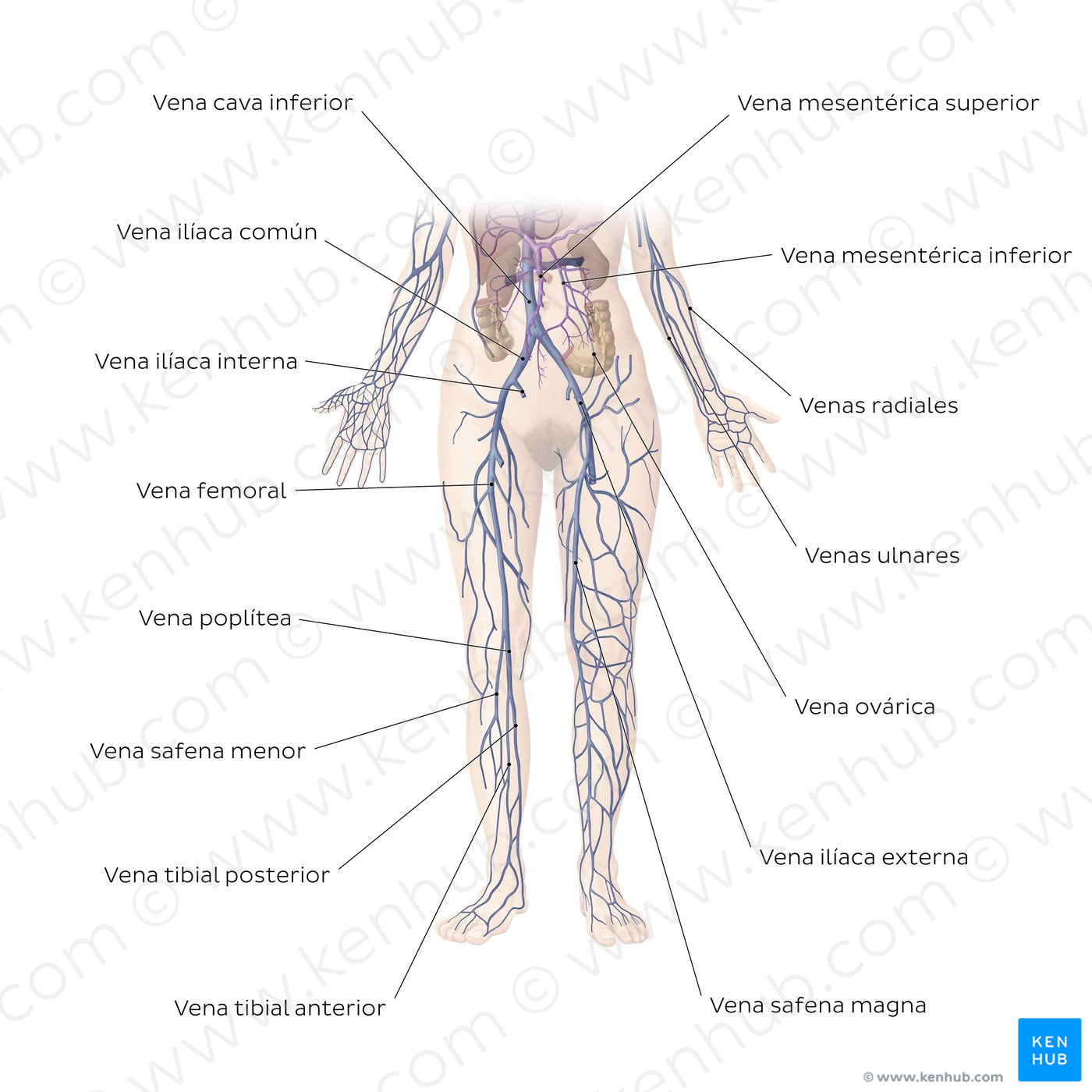 Cardiovascular system: Veins of the lower part of the body (Spanish)