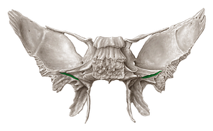 Sulcus of auditory tube of sphenoid bone (#9342)