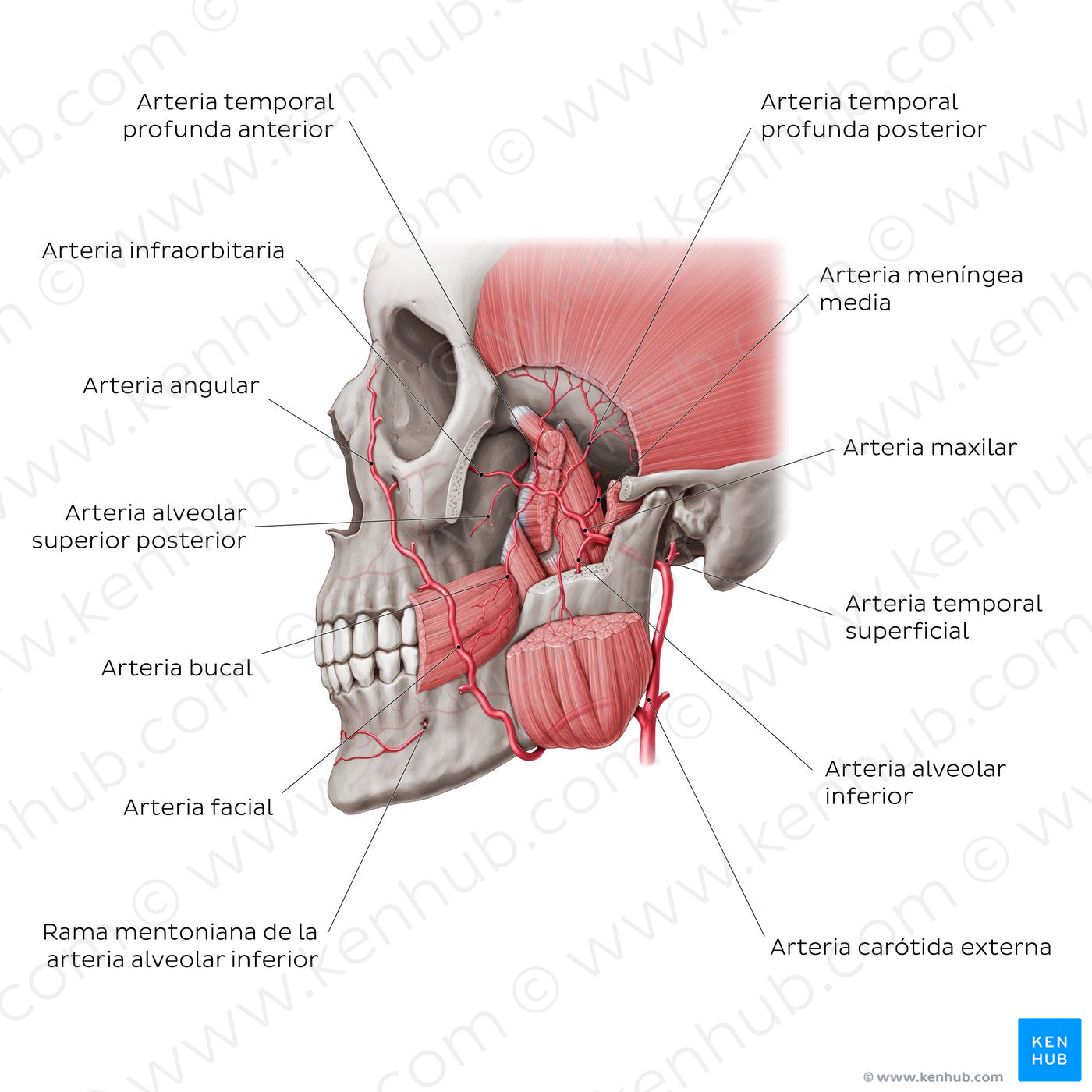 Maxillary artery (Spanish)