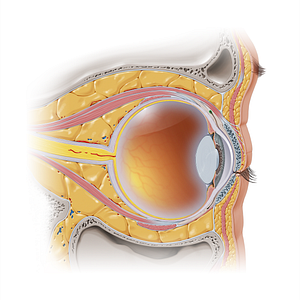 Superior conjunctival fornix (#16462)