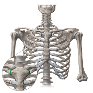 Sternochondral synchondrosis of 1st rib (#18815)