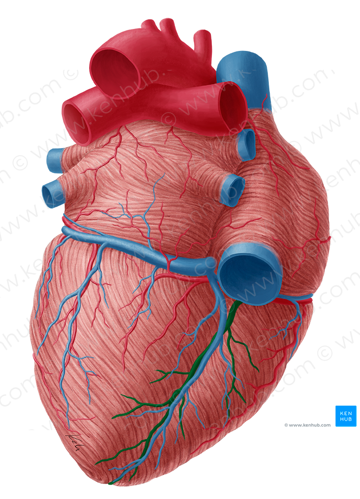 Inferior interventricular artery (#1462)