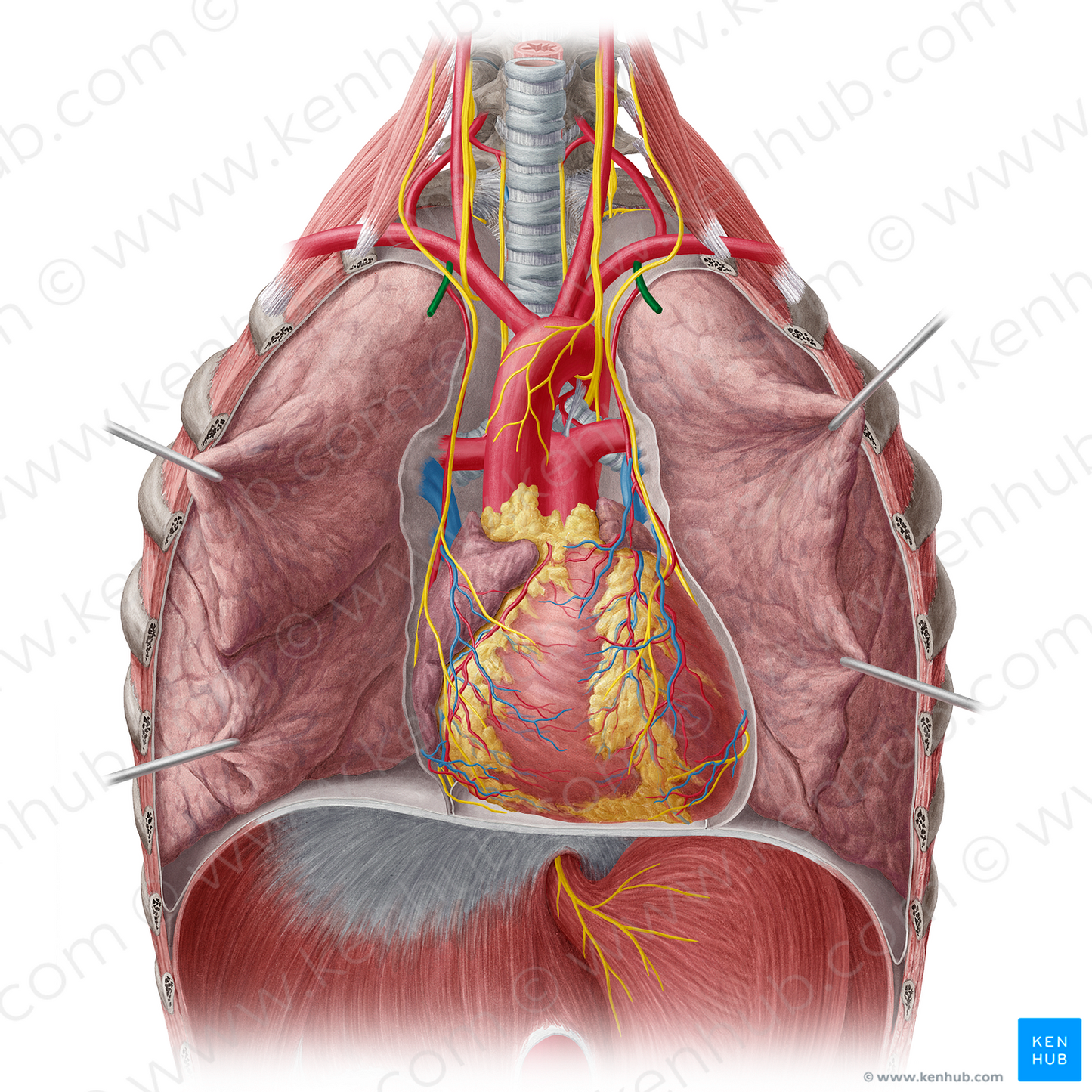 Internal thoracic artery (#1914)