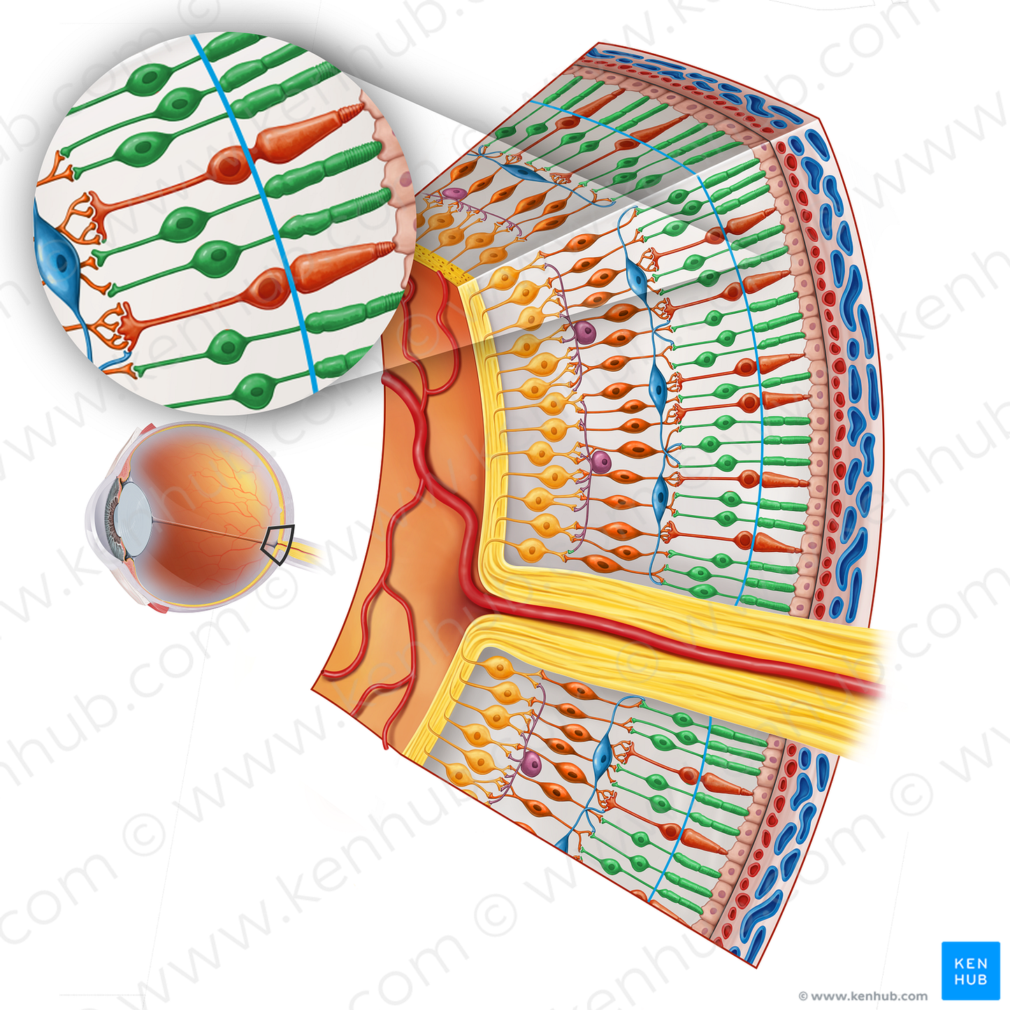 Rod cell (#16876)