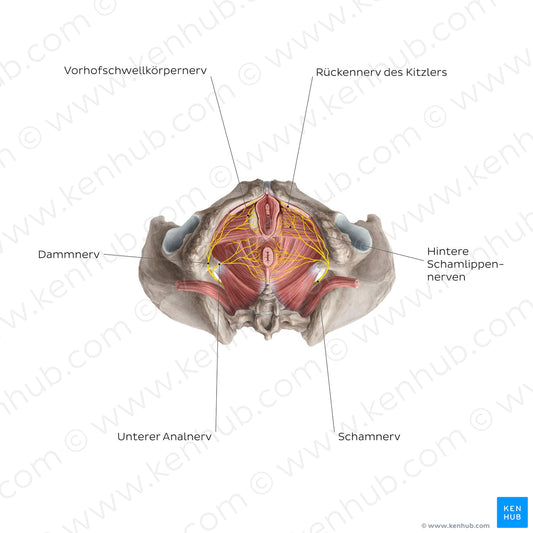 Nerves of the clitoris (German)