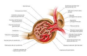 Renal corpuscle and juxtaglomerular apparatus (Portuguese)