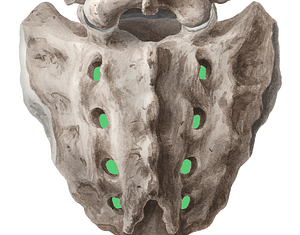 Posterior sacral foramina (#18432)