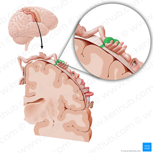 Sensory cortex of hand (#11045)