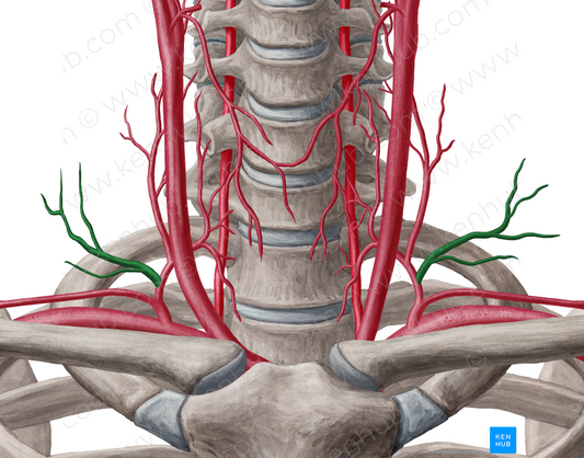 Transverse cervical artery (#1947)