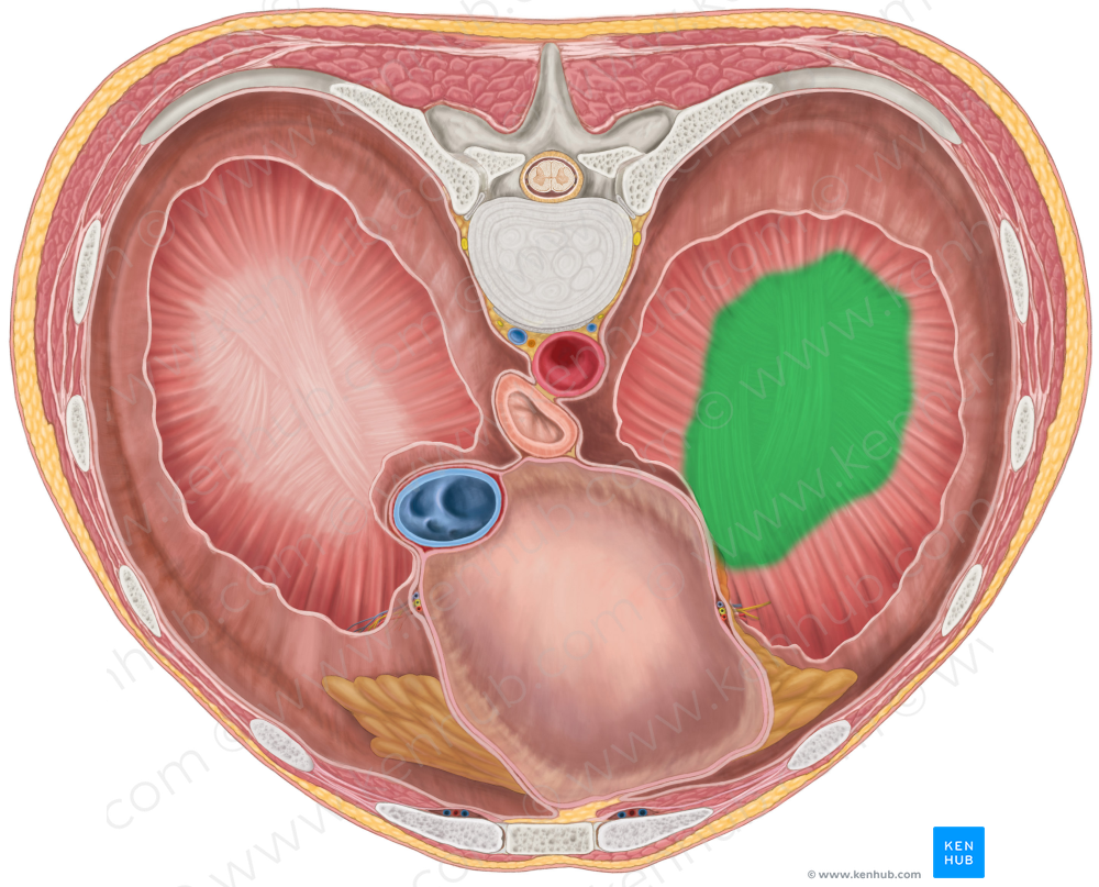 Left central tendon of diaphragm (#2558)