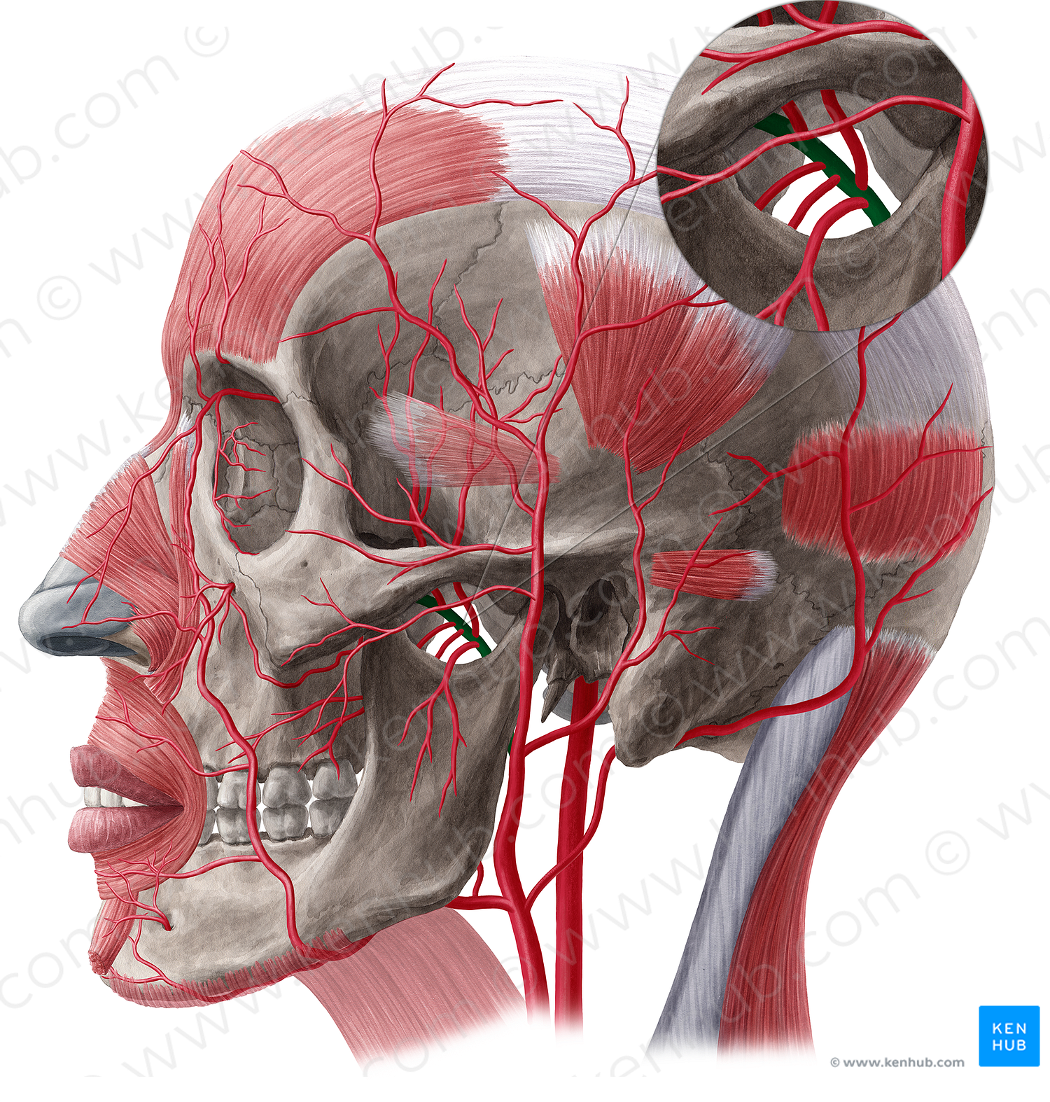 Maxillary artery (#20514)