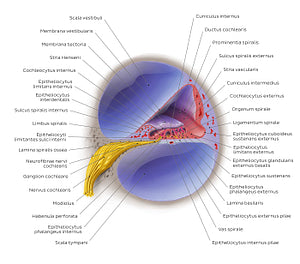 Cochlea (Latin)