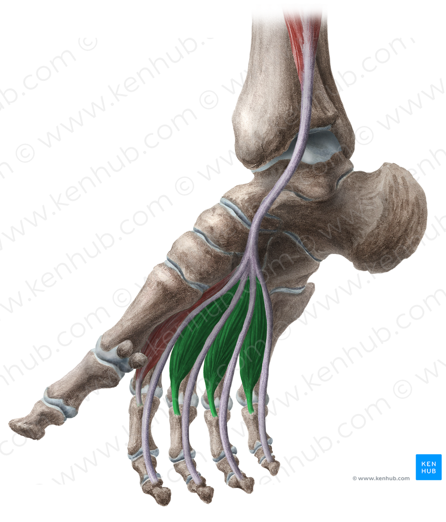 2nd-4th lumbrical muscles of foot (#16188)