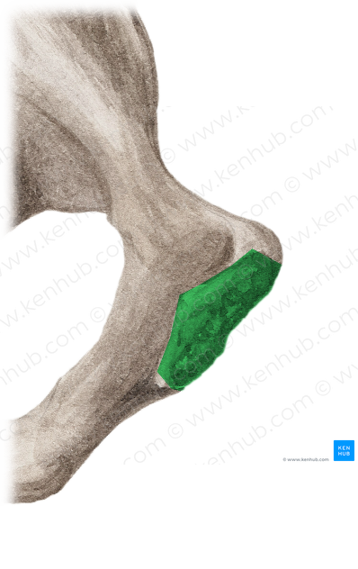 Symphyseal surface of pubis (#3555)