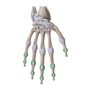 Proper collateral interphalangeal ligaments of hand (#20977)